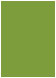 Iguana Flat Card 5 1/8 x 7 1/8 - 25/Pk