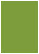 Iguana Flat Card 5 1/4 x 7 1/4 - 25/Pk